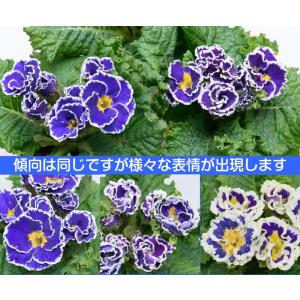 イングの森 花 苗 育て方 ビクトリア レースシリーズ プリムラ Yahoo ショッピング