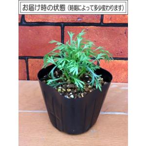 ローダンセマム カップケーキ 1株 2017年...の詳細画像2