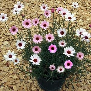 ローダンセマム プチマカロン ピンク １株 宿根草 N Rhodanthemum Pm イングの森 花 苗 球根 育て方 通販 Yahoo ショッピング