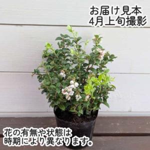 リンゴンベリー(コケモモ) 3.5号(直径10...の詳細画像1