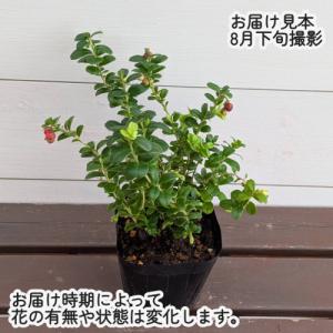 リンゴンベリー(コケモモ) 3.5号(直径10...の詳細画像2