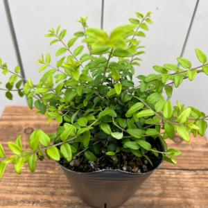 キャットニップ 猫草 ハーブ イヌハッカ ポット苗 1株 ネコ くさ