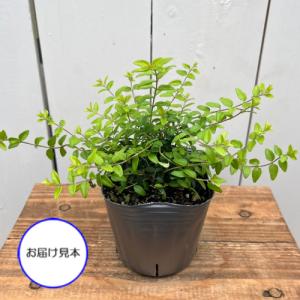 ロニセラ レッドチップ 3号 (直径9cm) ...の詳細画像1