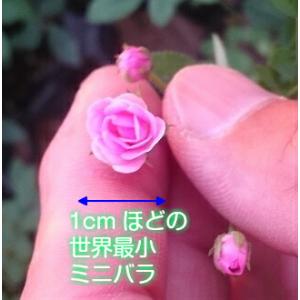 マイクロミニバラ・リトルウッズ 9cmポット苗 １株 ミニバラ 苗 四季咲き 花苗 庭植え ガーデニング イングリッシュガーデン