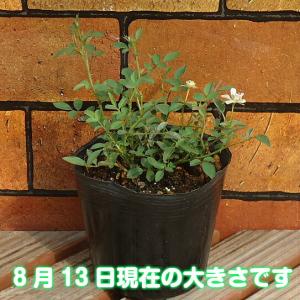 マイクロミニバラ・リトルウッズ 9cmポット苗...の詳細画像2