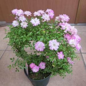 ミニバラ真珠貝 リング状仕立て ５号鉢植え 全国送料無料 他品同梱可