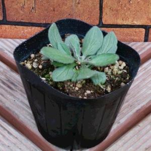 ルドベキア チェリーブランデー 1株 宿根草の詳細画像1