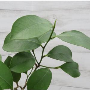 榊 苗木 鉢植え プランター 常緑樹 ホンサカキ...の商品画像