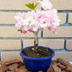 イングの森 花 苗 球根 育て方 サクラ 桜 鉢植え向きの花木 その１ Yahoo ショッピング