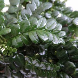 果樹苗 山椒 苗 朝倉山椒(アサクラサンショウ...の詳細画像1