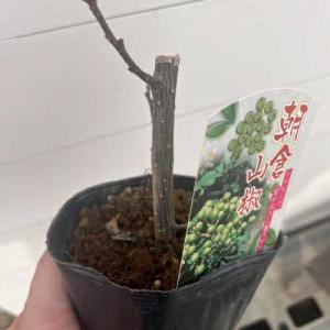 果樹苗 山椒 苗 朝倉山椒(アサクラサンショウ...の詳細画像3