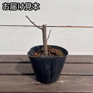 果樹苗 山椒 苗 朝倉山椒(アサクラサンショウ...の詳細画像4