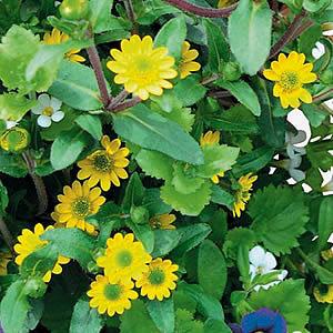 サンビタリア スタービーニ 花 苗 夏 ポット 1株 寄せ植え 多年草 グラウンドカバー N Sanvitalia Speciosa イングの森 母の日 プレゼント ギフト 花 通販 Yahoo ショッピング