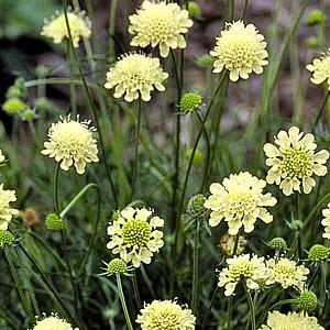 黄色いスカビオサ ムーンダンス 1株 宿根草 切り花 季節の花苗 寄せ植え イングリッシュガーデンに N Scabimoon イングの森 花 苗 球根 育て方 通販 Yahoo ショッピング