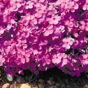 シバザクラ 花 苗 春 芝桜 宿根草 鉢植え ダ...の商品画像
