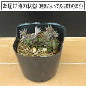 シバザクラ 花 苗 春 芝桜 宿根草 鉢植え ...の詳細画像1