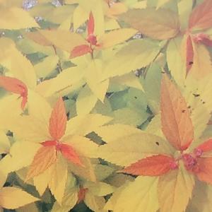 シモツケ ゴールドフレーム 9cmポット苗｜イングの森