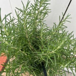 ネコノヒゲ（猫のひげ/クミスクチン）白 3.5号（直径10.5cm）ポット苗