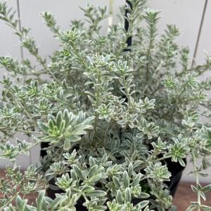 オリヅルラン（折鶴蘭）5号鉢 1個 観葉植物 吊り鉢 : イングの森 花苗