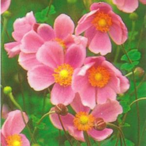 シュウメイギク 花 苗 ハドスペン 5号 鉢植え 秋明菊 宿根草