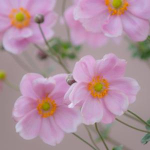 壷形クレマチス　貴婦人のたしなみ♥希少♥ヴィオルナ系✨️ベル型♥５合鉢 日本花キ流通 予約販売 クレマチス 苗 貴婦人のたしなみ ヴィオルナ系