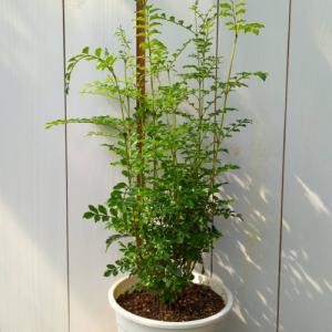 シマトネリコ 6号鉢 (直径18cm) 半常緑高...の商品画像