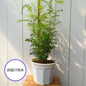 シマトネリコ 6号鉢 (直径18cm) 半常緑...の詳細画像1