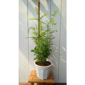 シマトネリコ 6号鉢 (直径18cm) 半常緑...の詳細画像3
