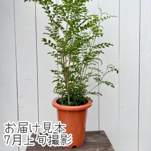 シマトネリコ 6号鉢 (直径18cm) 半常緑...の詳細画像2