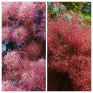 イングの森 花 苗 球根 育て方 スモークツリー 庭植え向きの花木 その１ Yahoo ショッピング