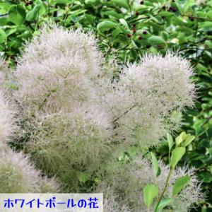 スモークツリー 花木 苗 選べる5種類 ホワイ...の詳細画像1
