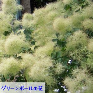 スモークツリー 花木 苗 選べる5種類 ホワイ...の詳細画像2