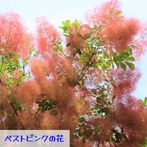 スモークツリー 花木 苗 選べる5種類 ホワイ...の詳細画像3