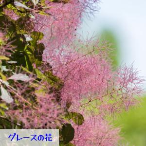 スモークツリー 花木 苗 選べる5種類 ホワイ...の詳細画像4