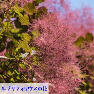 スモークツリー 花木 苗 選べる5種類 ホワイ...の詳細画像5
