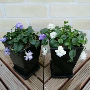 イングの森 花 苗 育て方 スミレ すみれ 冬 春楽しむ Yahoo ショッピング