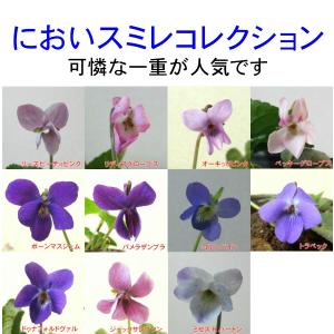 イングの森 花 苗 育て方 スミレ すみれ 冬 春楽しむ Yahoo ショッピング