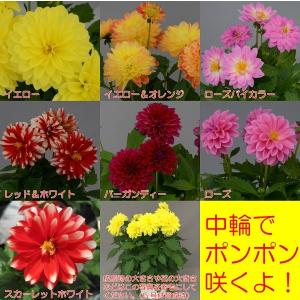 ダリア切り花 花の苗 の商品一覧 苗 花 ガーデニング 通販 Yahoo ショッピング