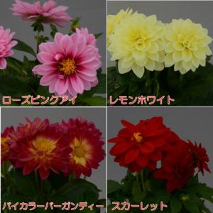 おひさまダリア 花 苗 ミニシリーズ 宿根草 切り花 寄せ植え イングリッシュガーデンに N Sundahlia S イングの森 花 苗 球根 育て方 通販 Yahoo ショッピング