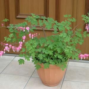 イングの森 花 苗 球根 育て方 タイツリソウ ケマンソウ その２ サ ノ Yahoo ショッピング