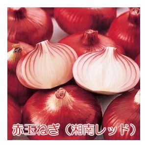 プランターで簡単に作れる健康野菜 玉ねぎの苗 ...の詳細画像1