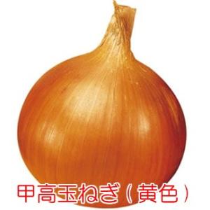 プランターで簡単に作れる健康野菜 玉ねぎの苗 ...の詳細画像2