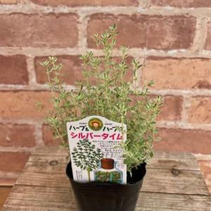 タイム シルバータイム 3号(直径9cm)ポット...の商品画像
