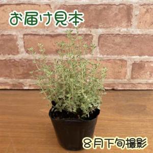 タイム シルバータイム 3号(直径9cm)ポッ...の詳細画像1