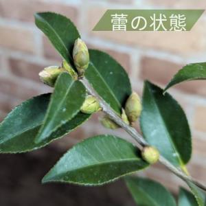 香り椿(ツバキ) 軟風 4.5号鉢 白 シンボ...の詳細画像1