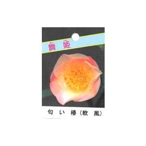 香り椿(ツバキ) 軟風 4.5号鉢 白 シンボ...の詳細画像2