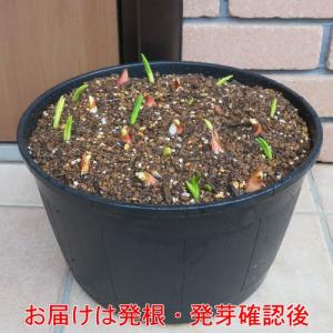 チューリップ 花 球根 丸鉢 寄せ植え 春 ムスカリ ボックス 必ずアイスクリームも入ってます 送料無料 他品同梱不可｜hanamankai