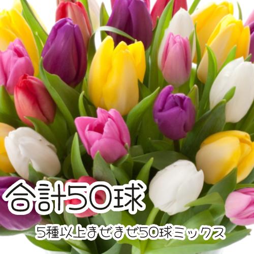 チューリップ三昧 花 球根 おまかせチューリップ5種以上まぜまぜで50球 全国送料無料・他品同梱可　...