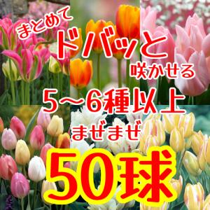 チューリップ三昧 花 球根 おまかせチューリッ...の詳細画像1
