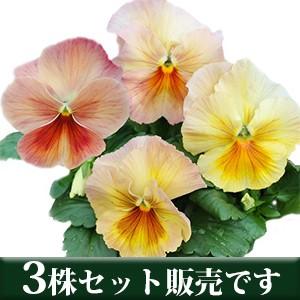 パンジー アプリコットメルバ Ver 2 ユニーク系 ポット苗 3個セット すみれ パンジー ビオラ 苗 イングリッシュガーデン 寄せ植え N Unqapl3 イングの森 花 苗 育て方 通販 Yahoo ショッピング